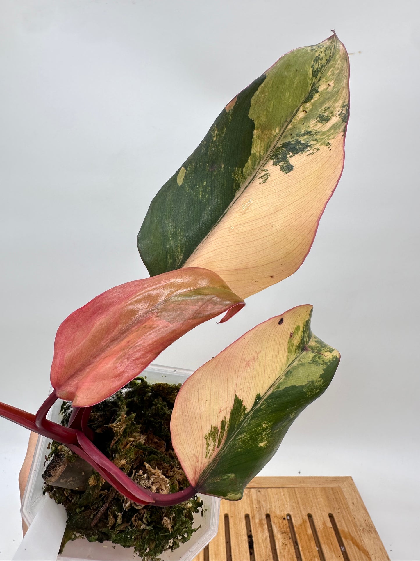 Philodendron Strawberry Shake
