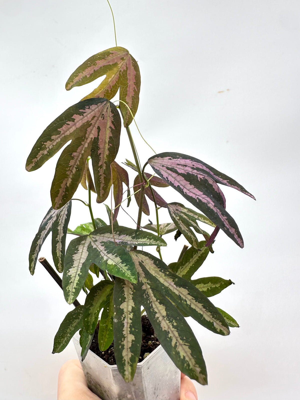 Passiflora Trifasciata Purple