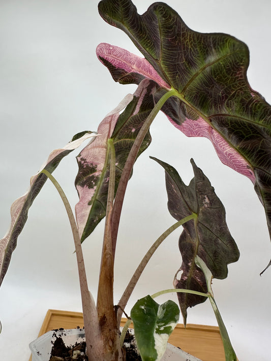 Alocasia Amazonica Polly Albo Pink Variegated CORM