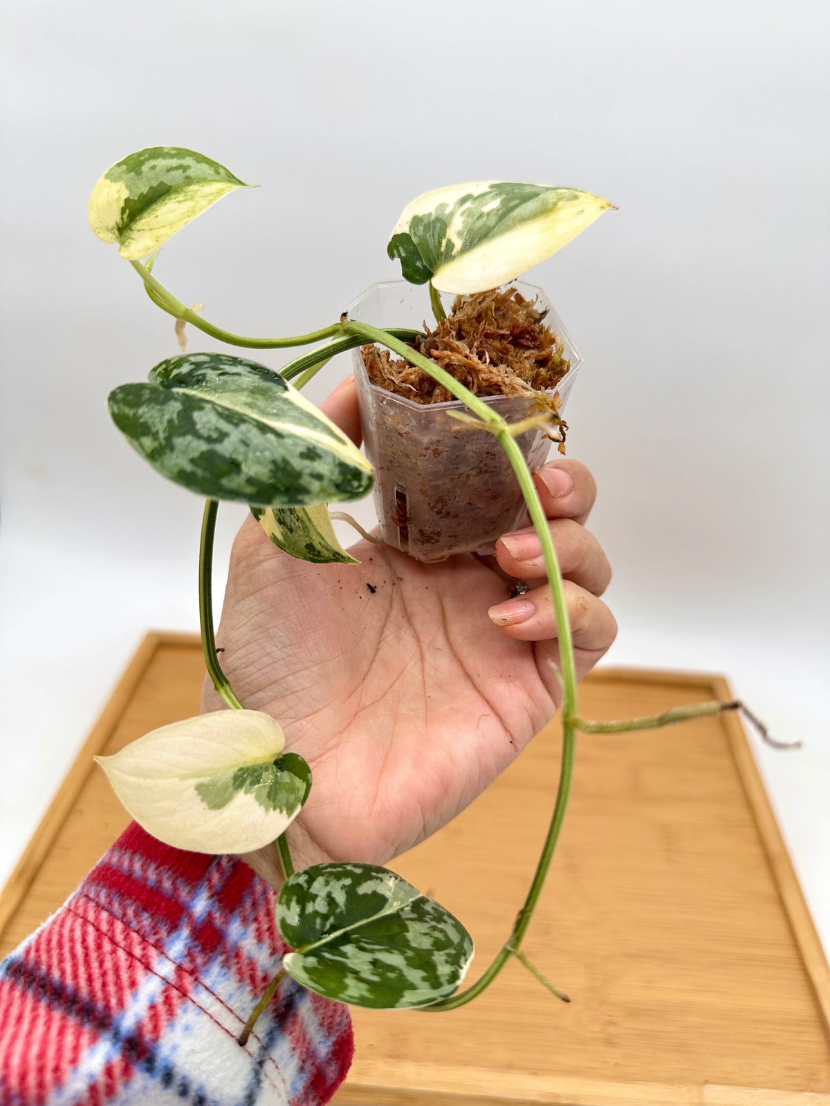 Scindapsus Mayari Variegated