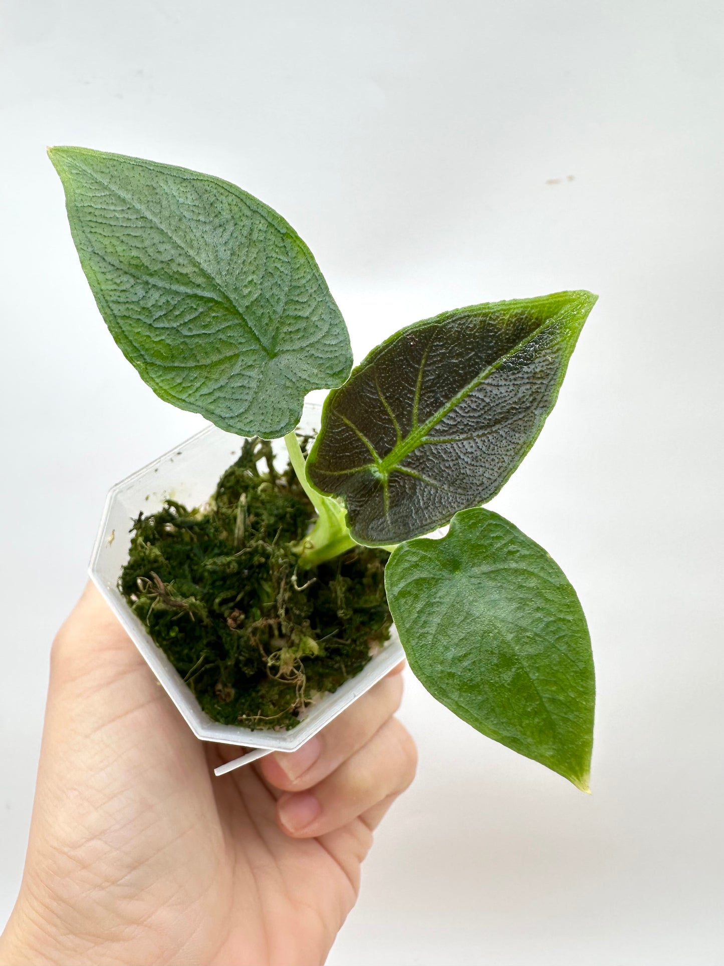 Alocasia Antoro Velvet