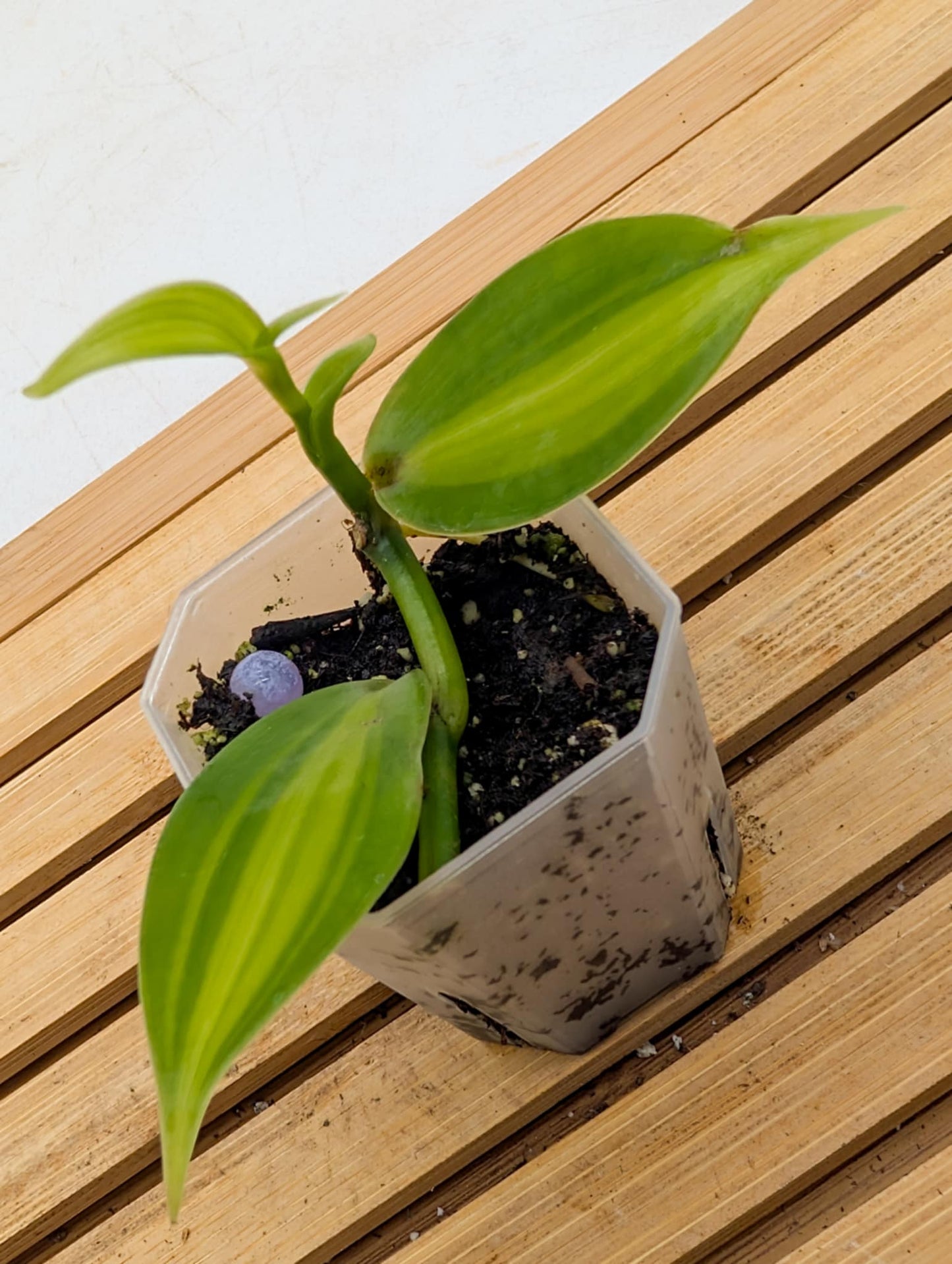 Vanilla Orchid Aurea Variegated