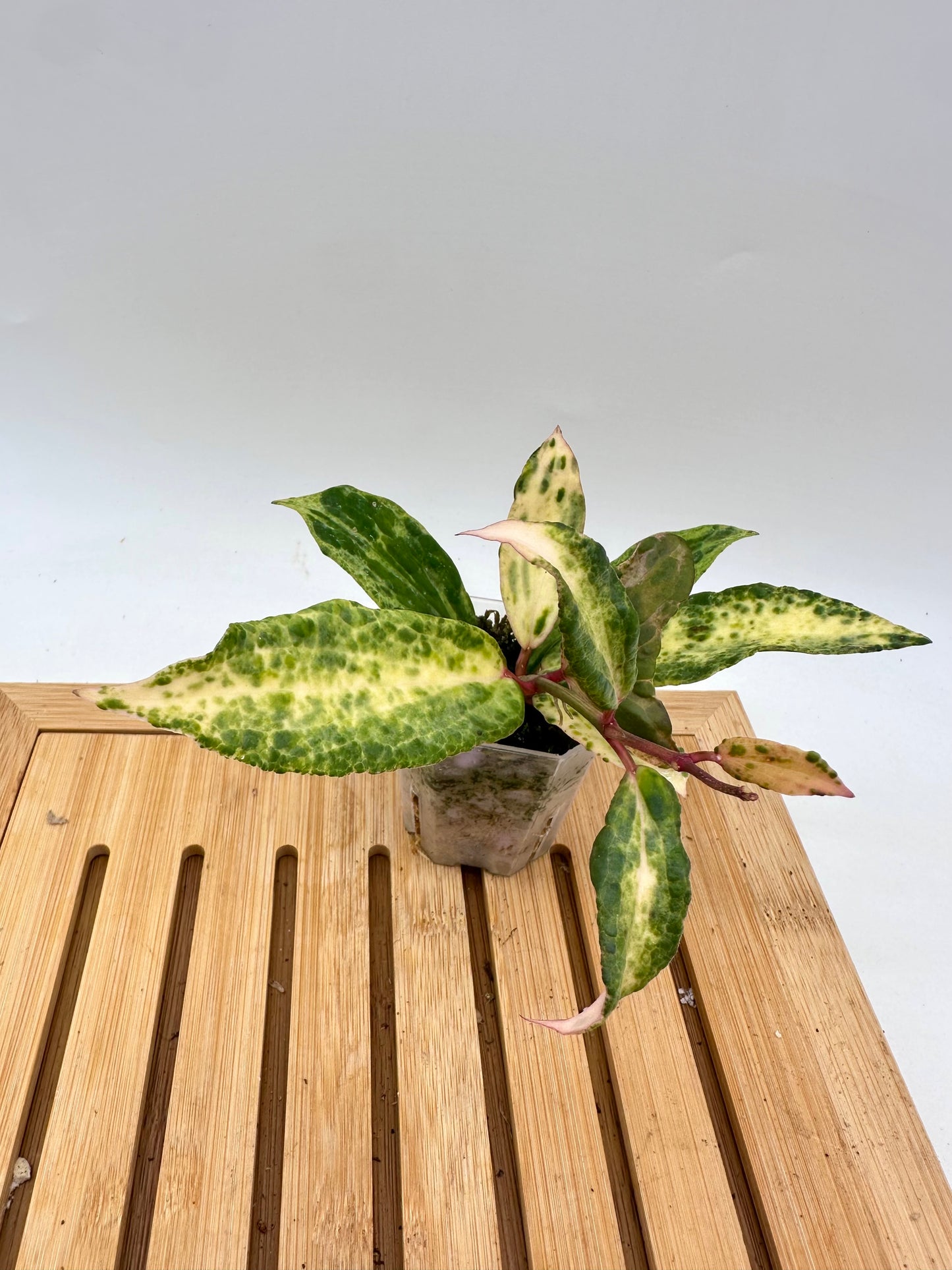 Hoya Crocodile - 5+ nodes