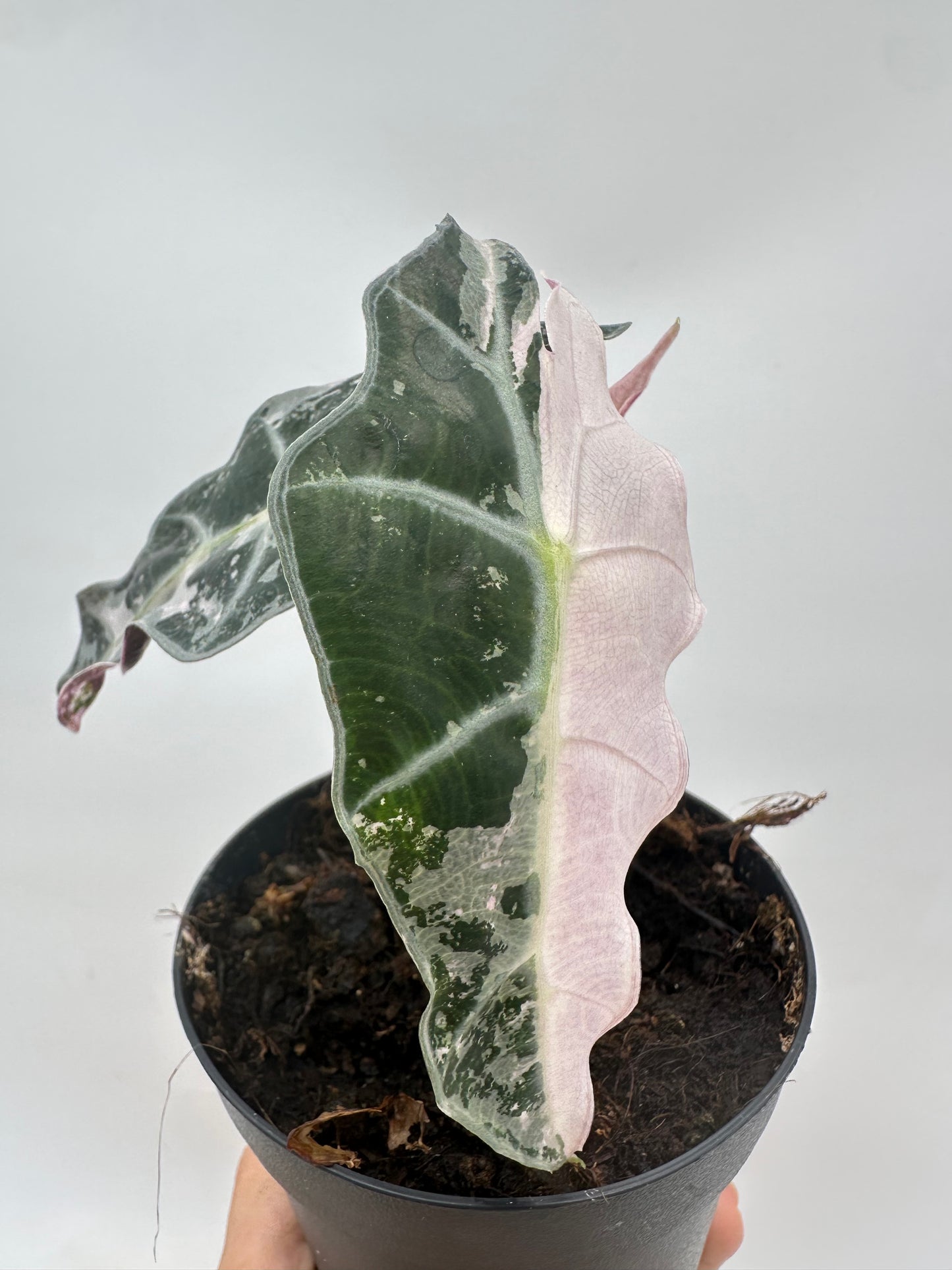 Alocasia Polly Pink Albo Variegated