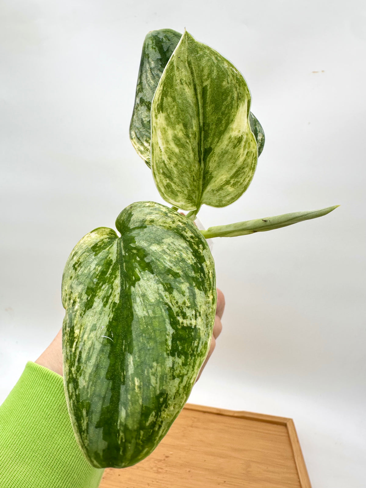 Scindapsus Hologram Variegated