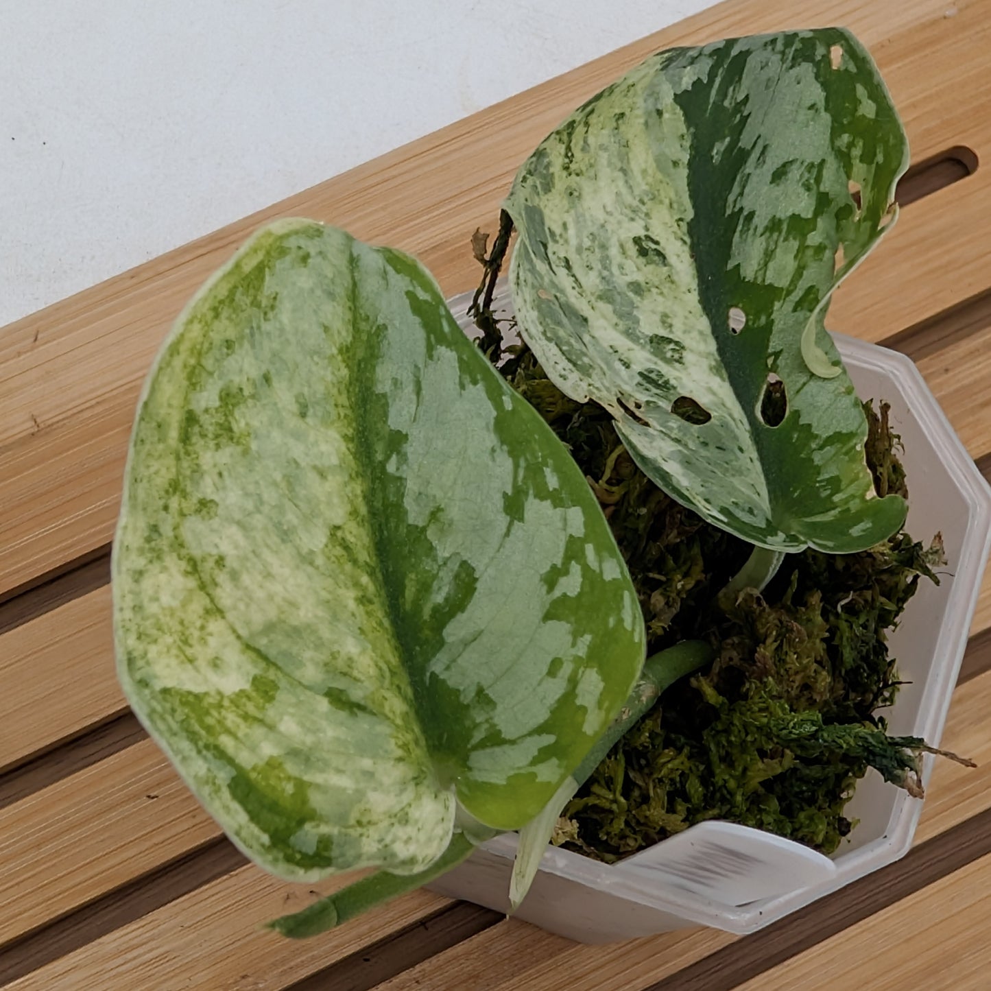 Scindapsus Peasun