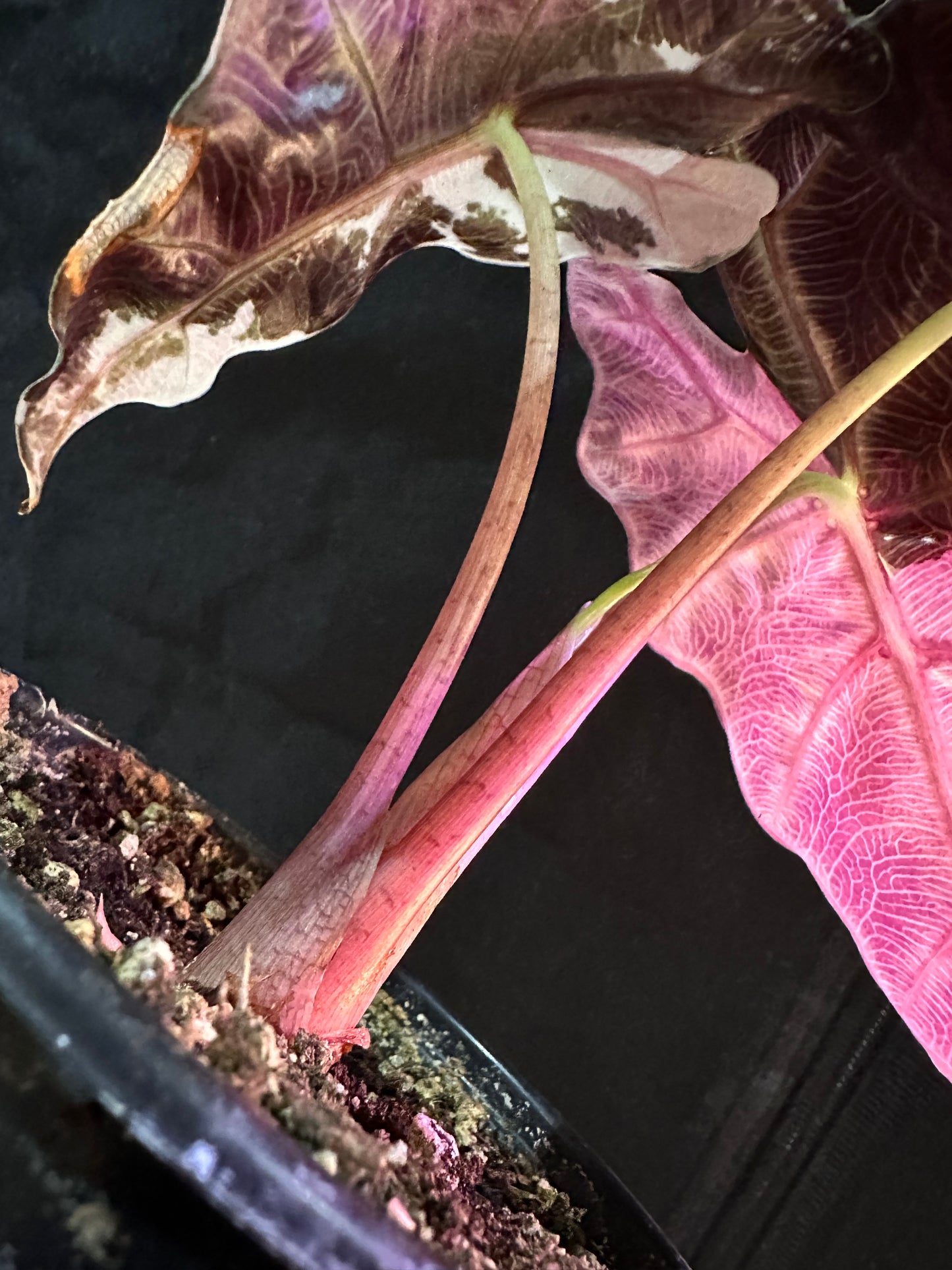 Alocasia Polly Snowflake Pink Variegated CORM