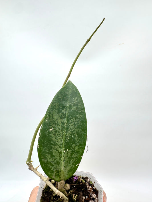 Hoya Rime Splash