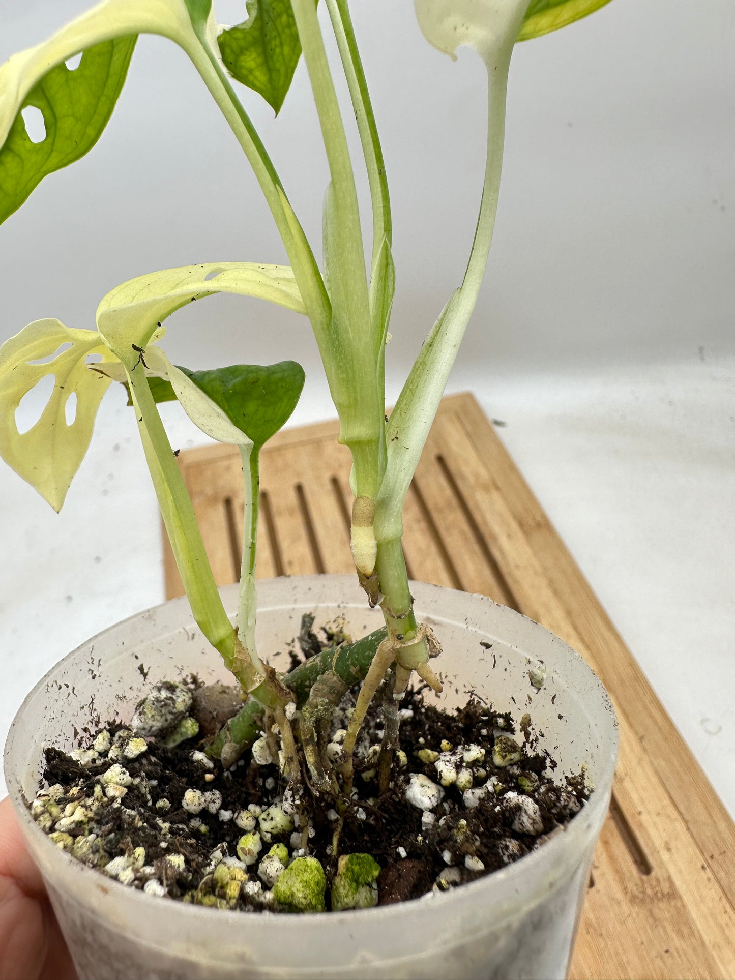 Monstera Adansonii Albo Variegated (2 growths)