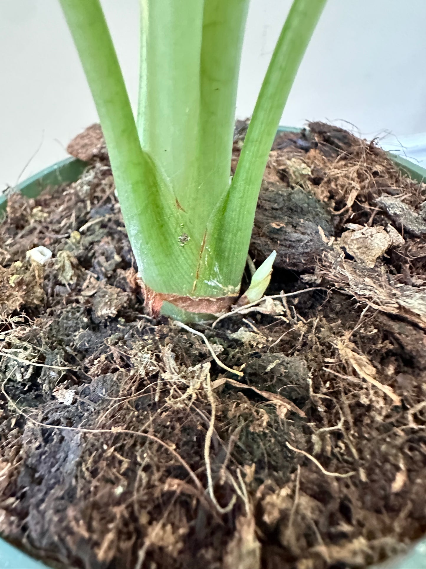 Alocasia Dragon Scale Albo - Corm growing on top, never been corm collected - August Sale
