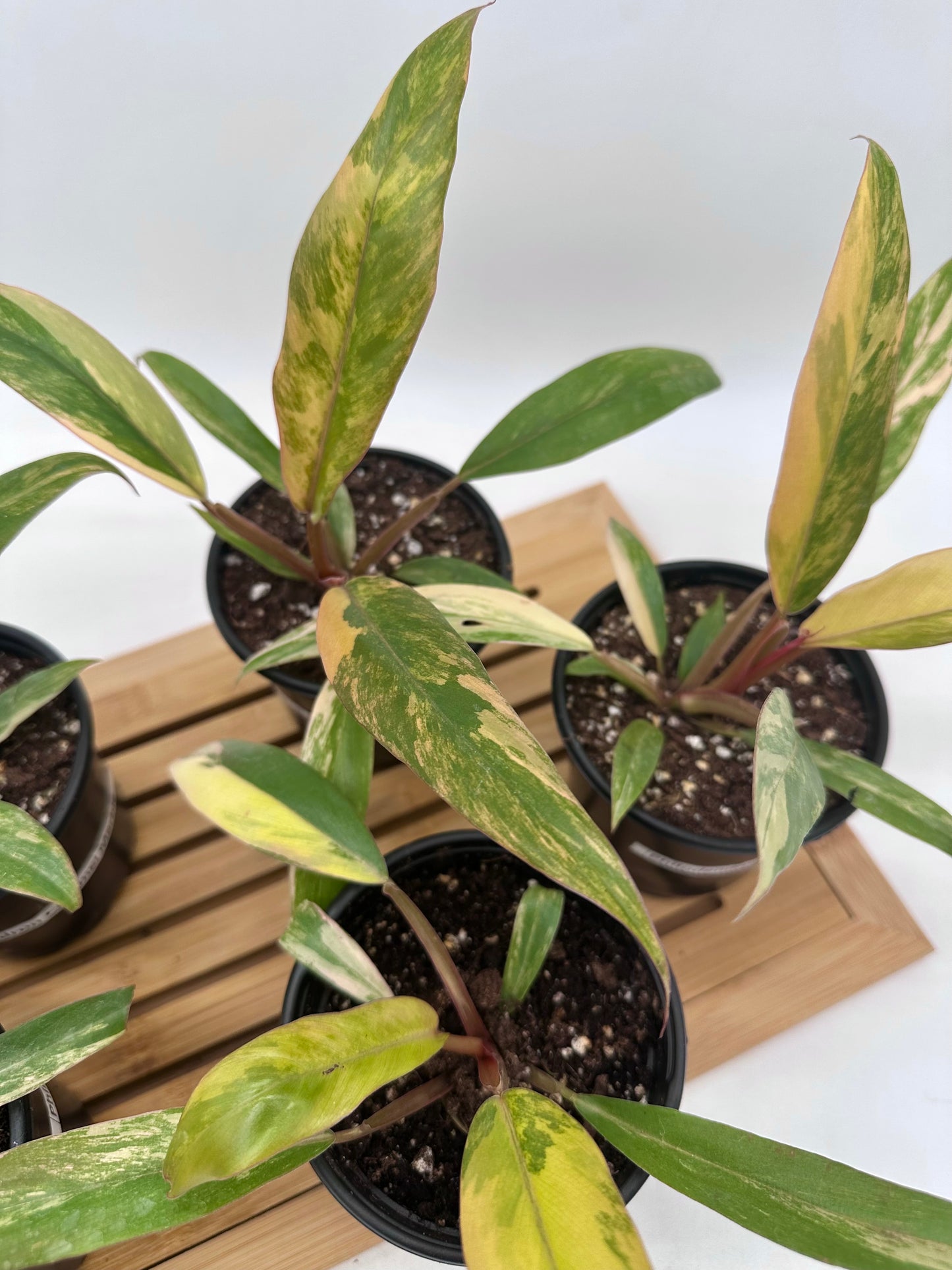 Philodendron Caramel Marble