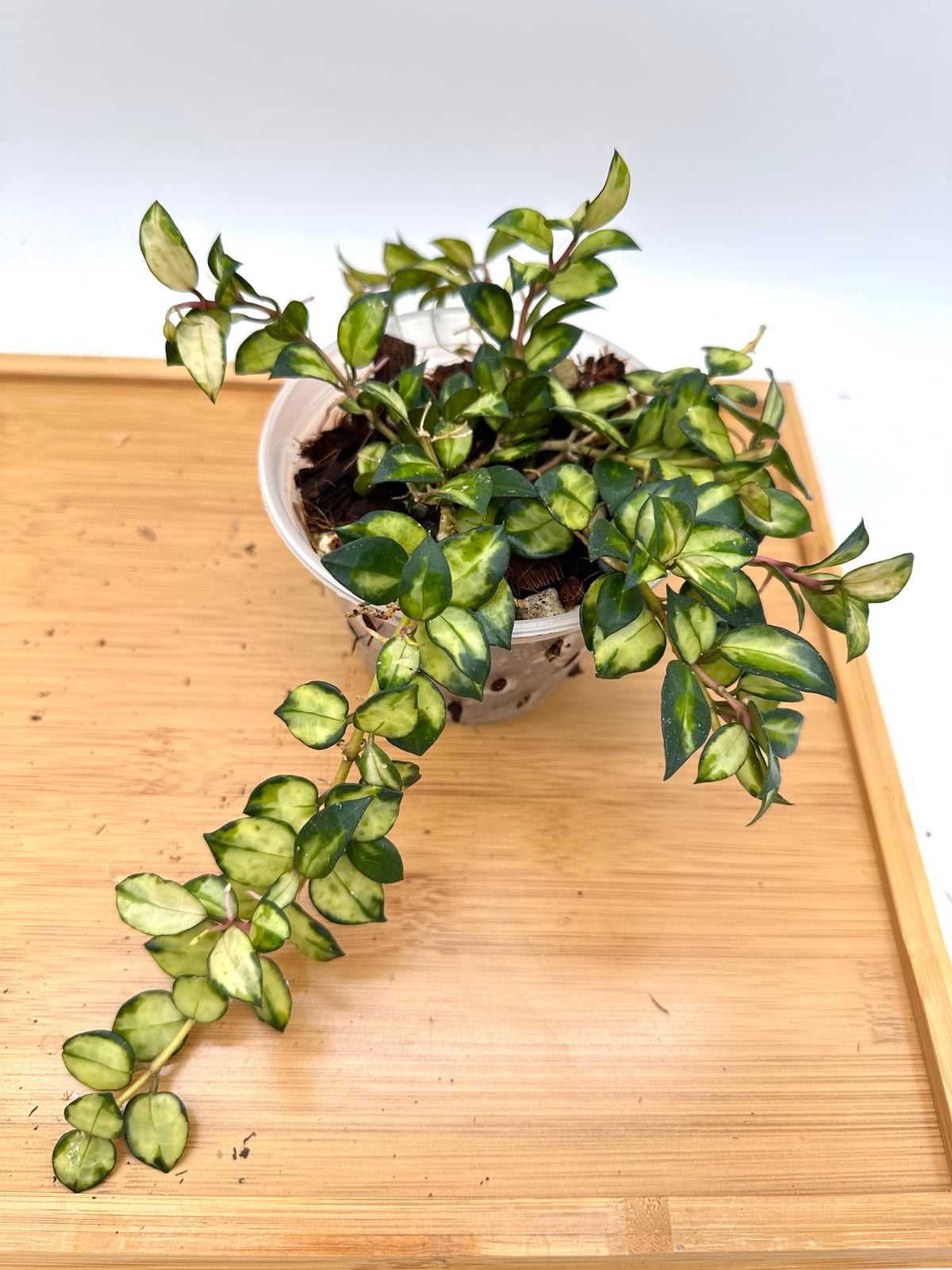 Hoya Lacunosa ‘Bruno’ Tricolor - 20+ Growths