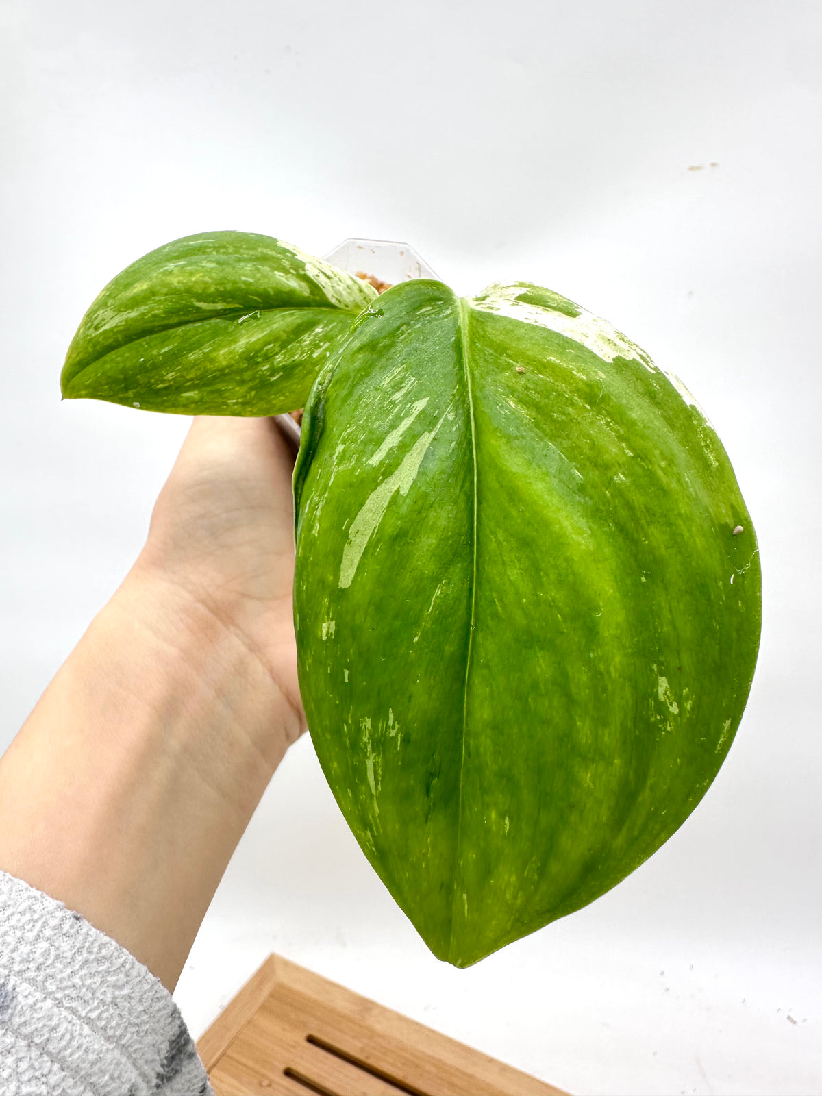 Scindapsus Treubii Variegated