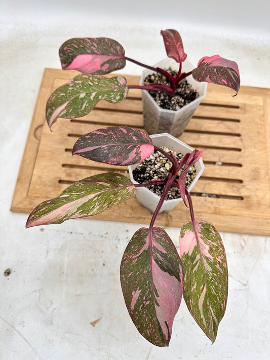 Philodendron Pink Princess Marble Galaxy from Thailand