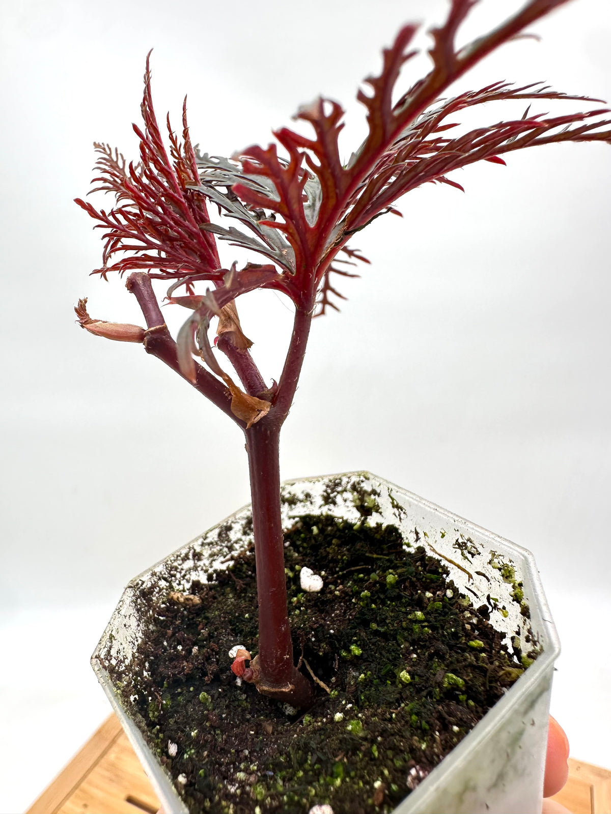Begonia Bipinnatifida ‘Fern Leaf’