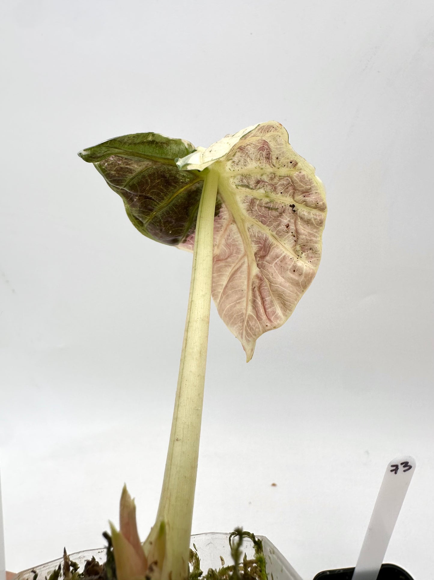 Alocasia Heart Balloon Pink Variegated 072 073