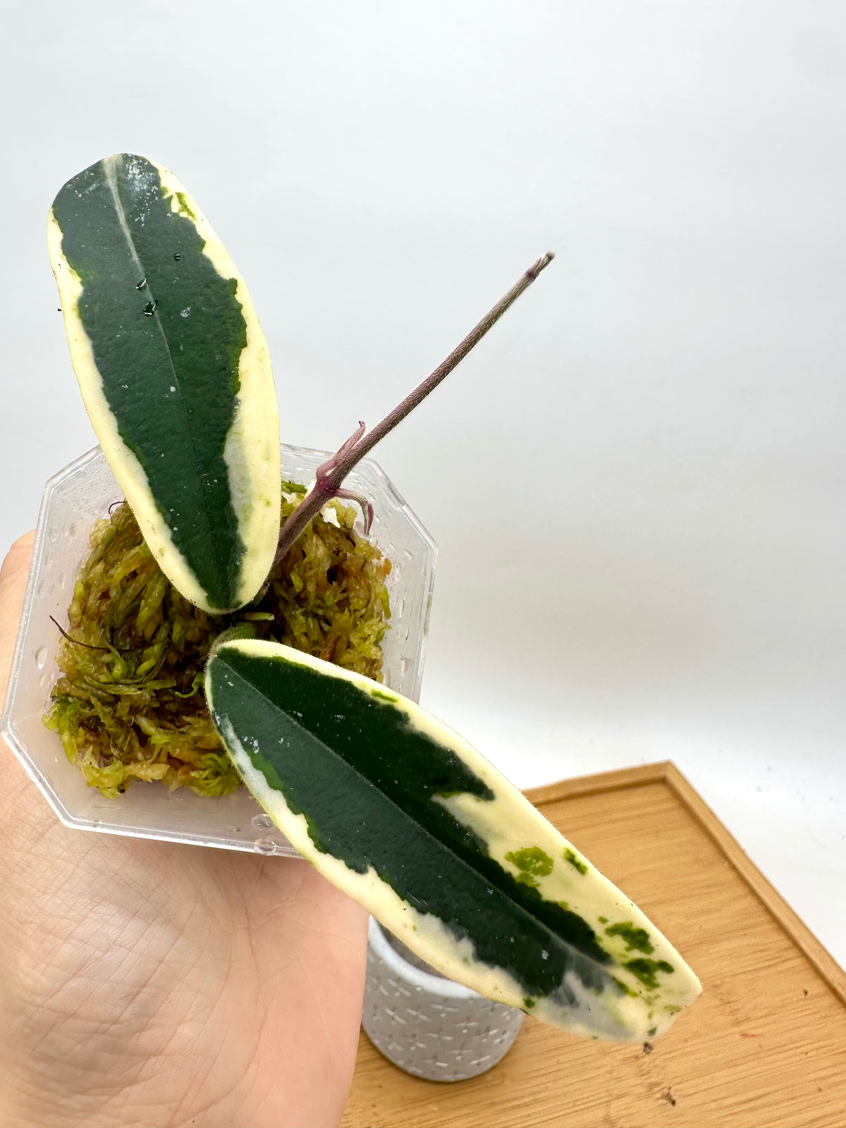 Hoya Lyi Prism Variegated