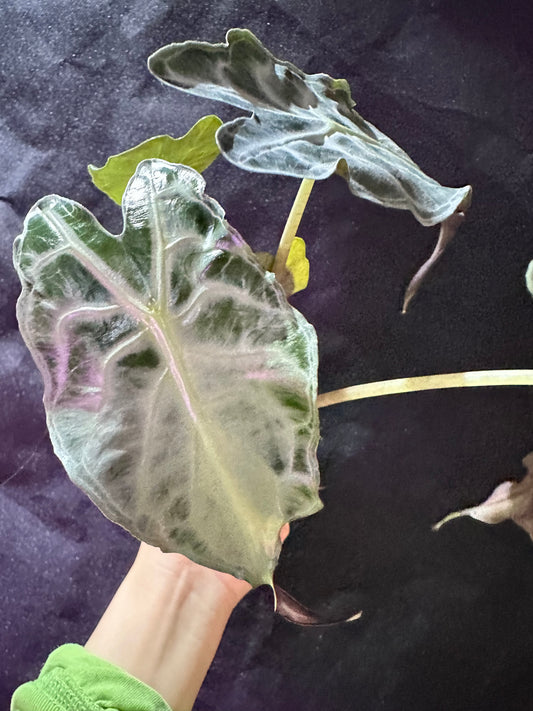 Alocasia Venom CORM