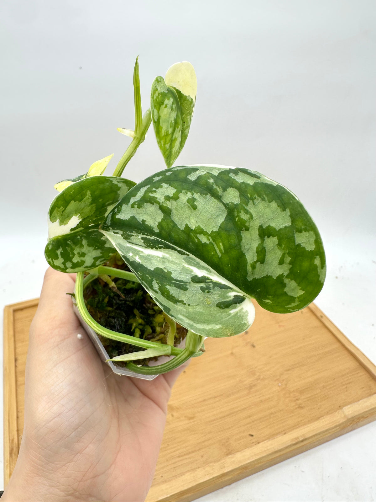 Scindapsus Mayari Variegated