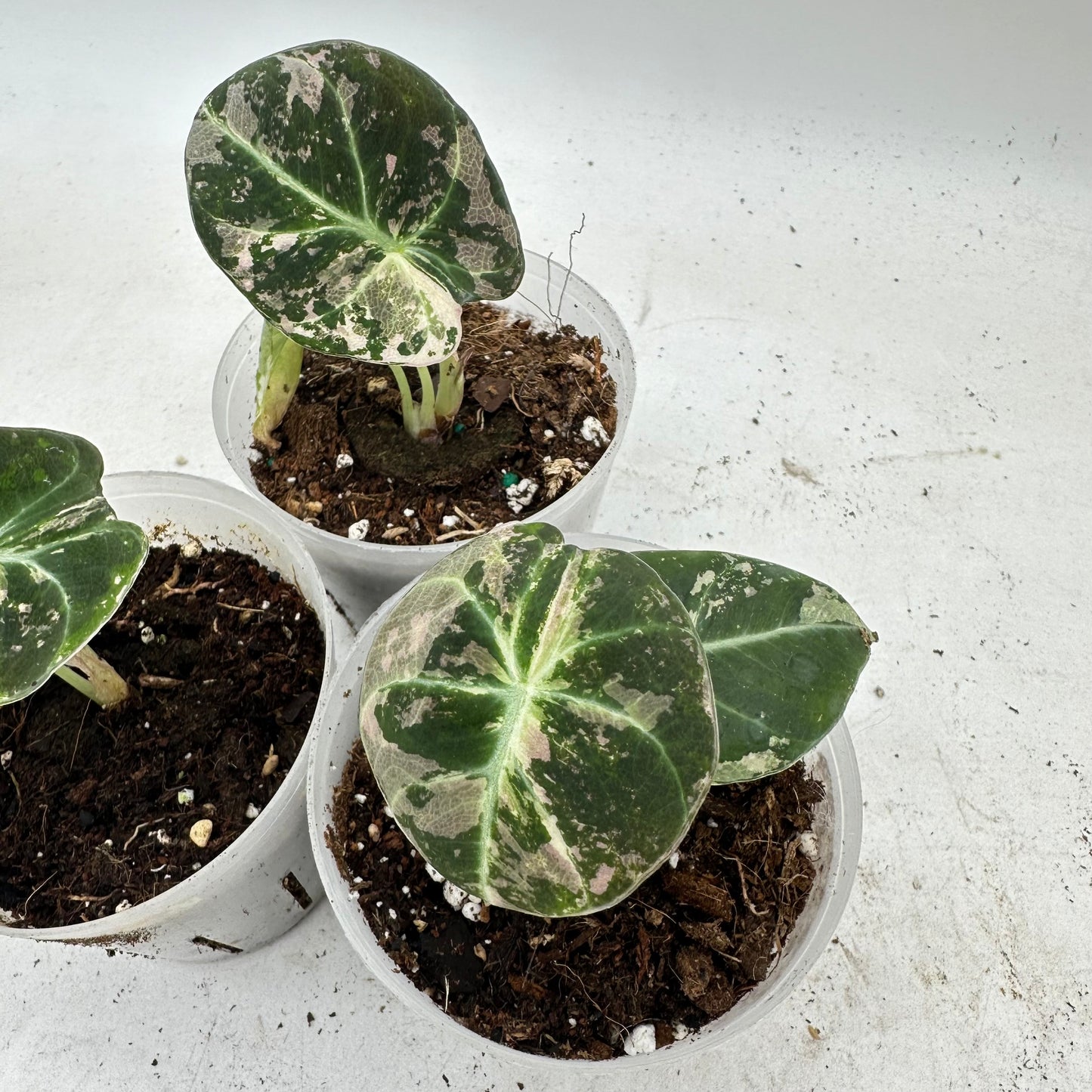 Alocasia Black Velvet Pink Variegated