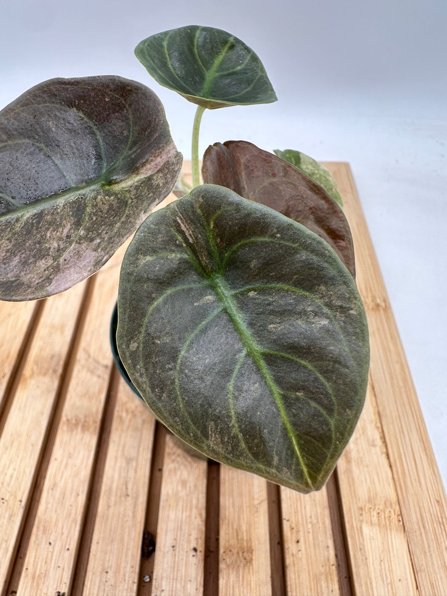 Thanksgiving Sales - Alocasia Cuprea Pink Mint Variegated