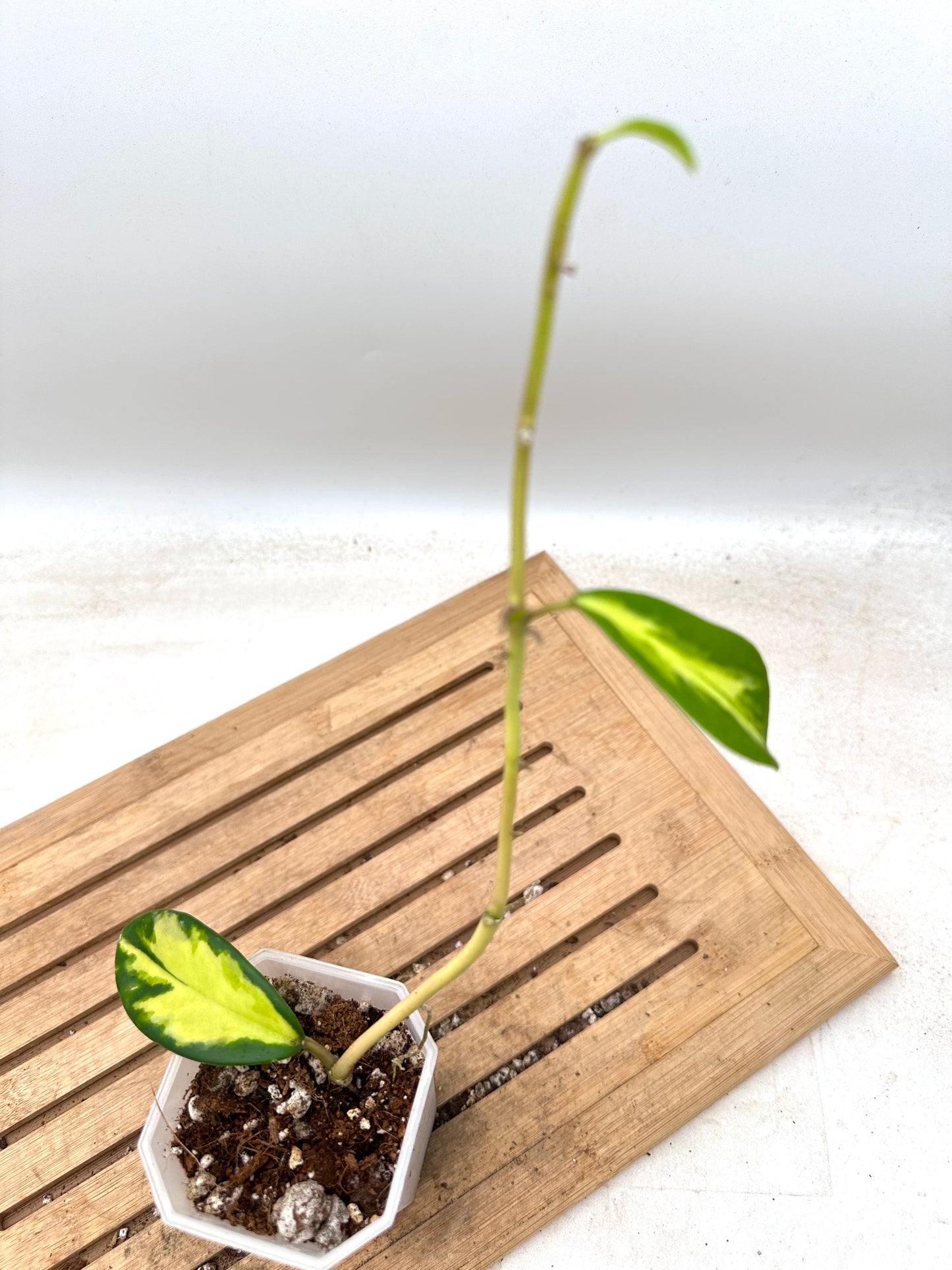 Hoya Diversifolia Maharini