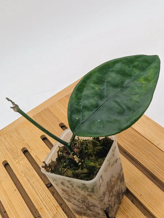 Hoya Coriacea Green