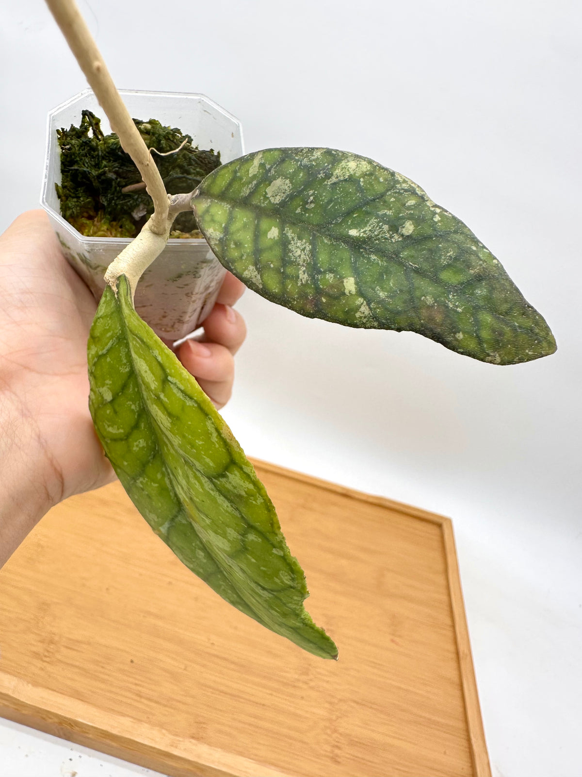 Hoya Previously Vitellinoides