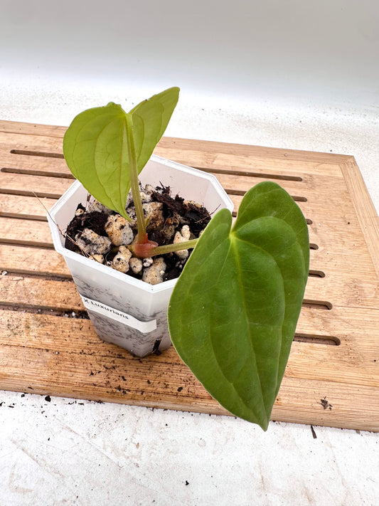 Anthurium Fort Sherman x Luxurians  - Thanksgiving Sale 💚