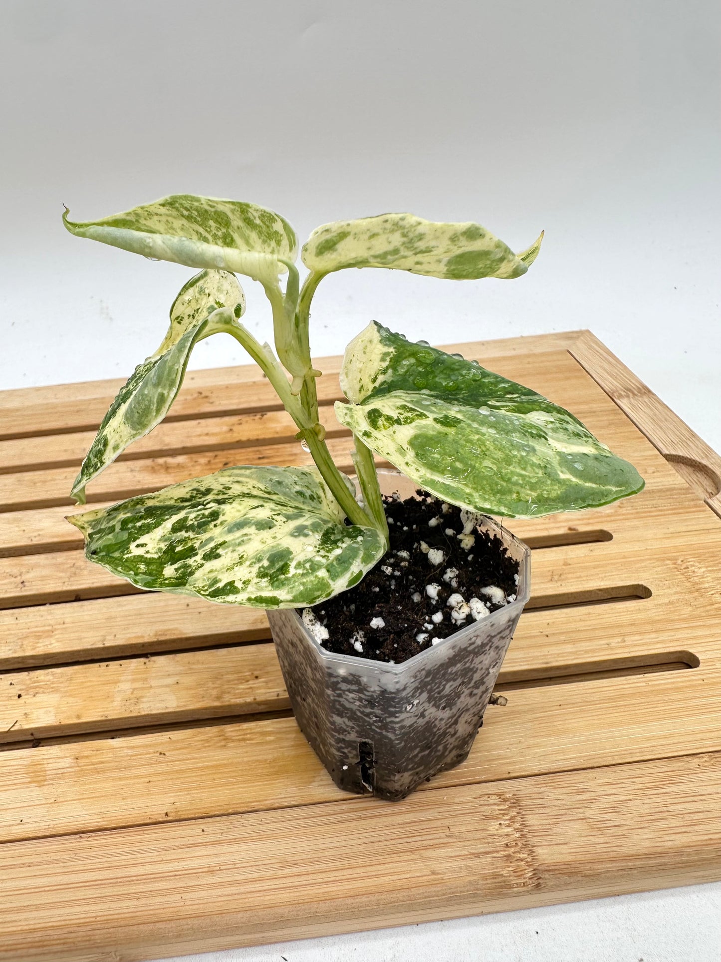 Scindapsus Guelis