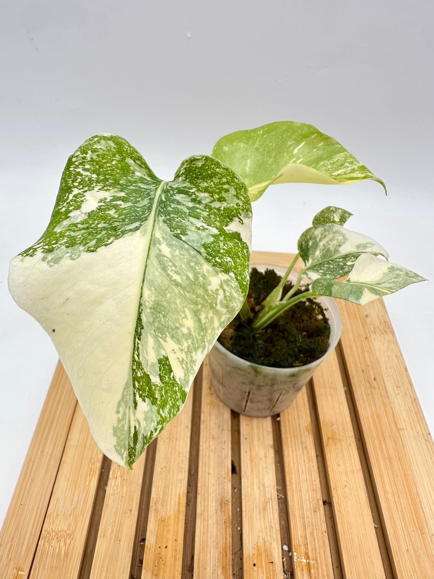 Monstera ‘White Snow’ 09