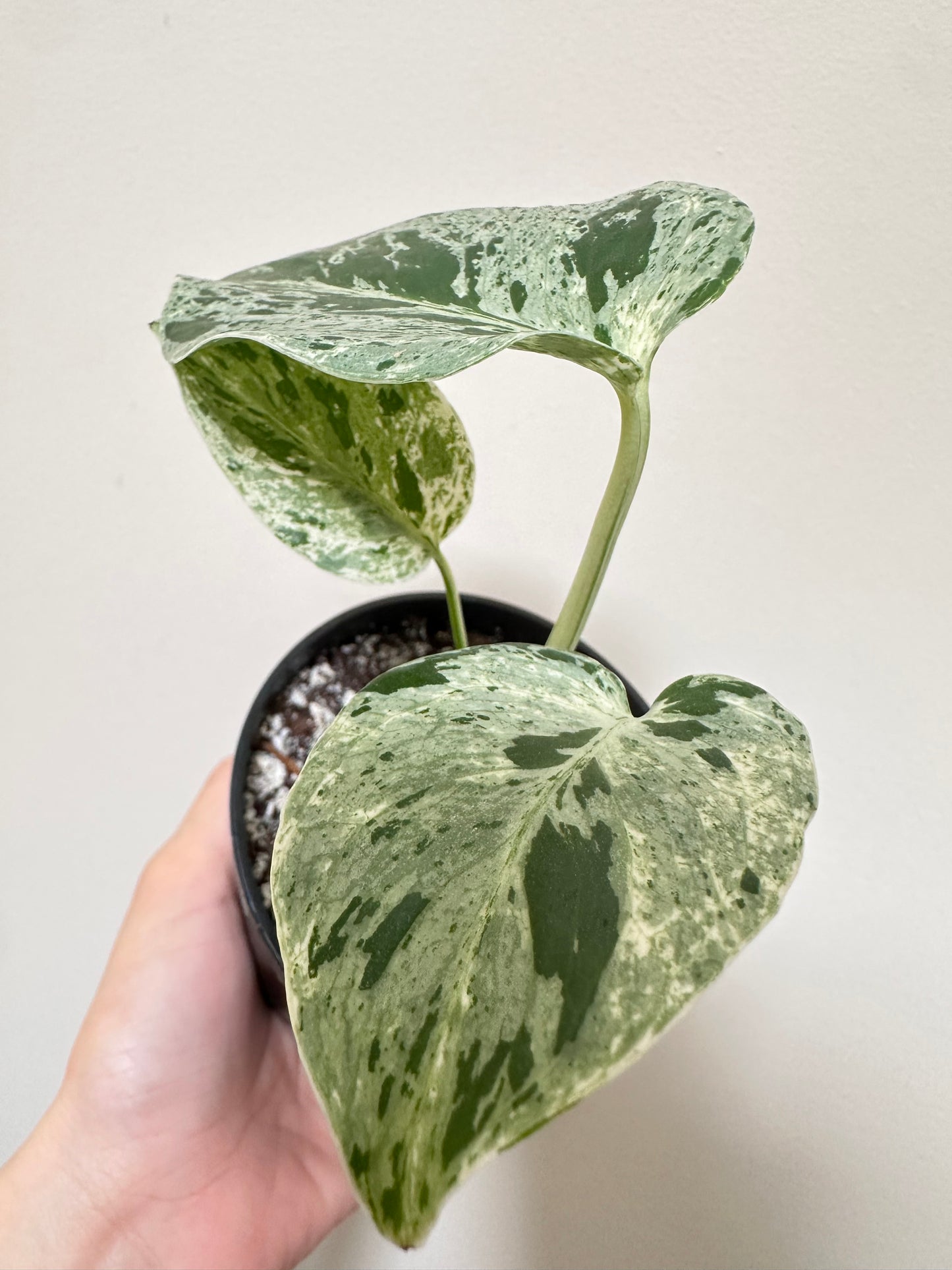 Monstera Bulbasaur - C