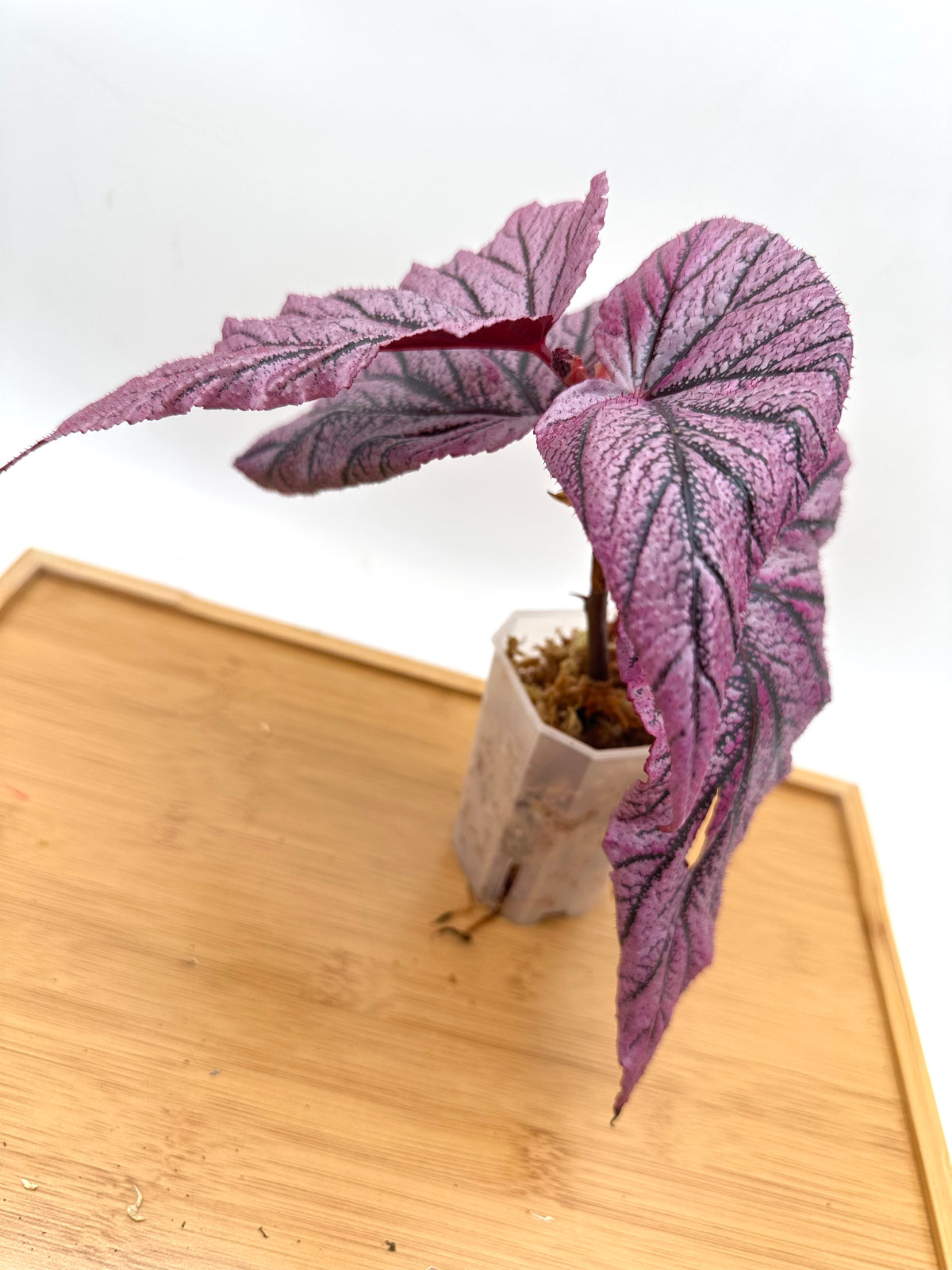 Begonia ‘Red Berry’