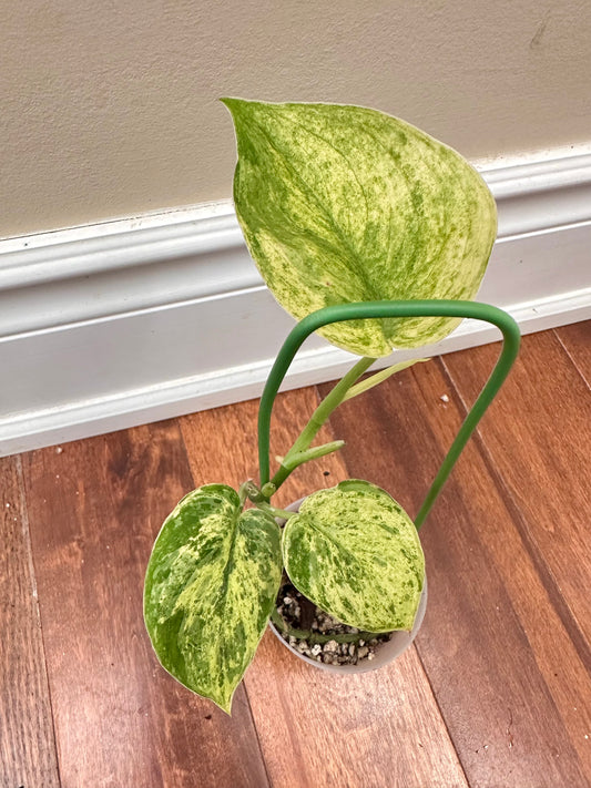 Scindapsus Halimoon