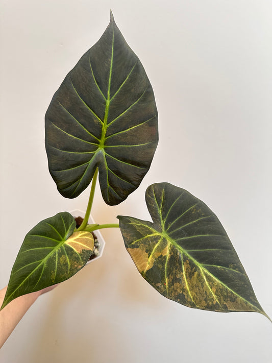 Alocasia Regal Shields Aurea Variegated