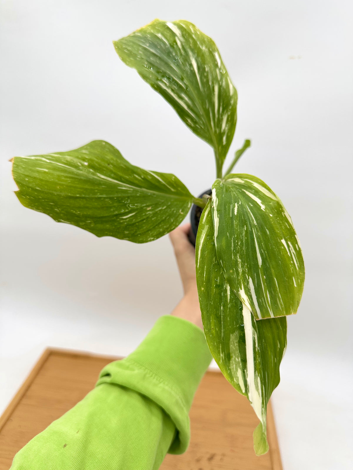 Kaempferia ‘Thai Constellation’ Variegated