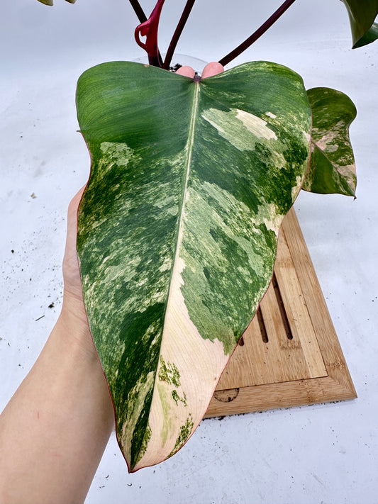 Philodendron Strawberry Shake Variegated