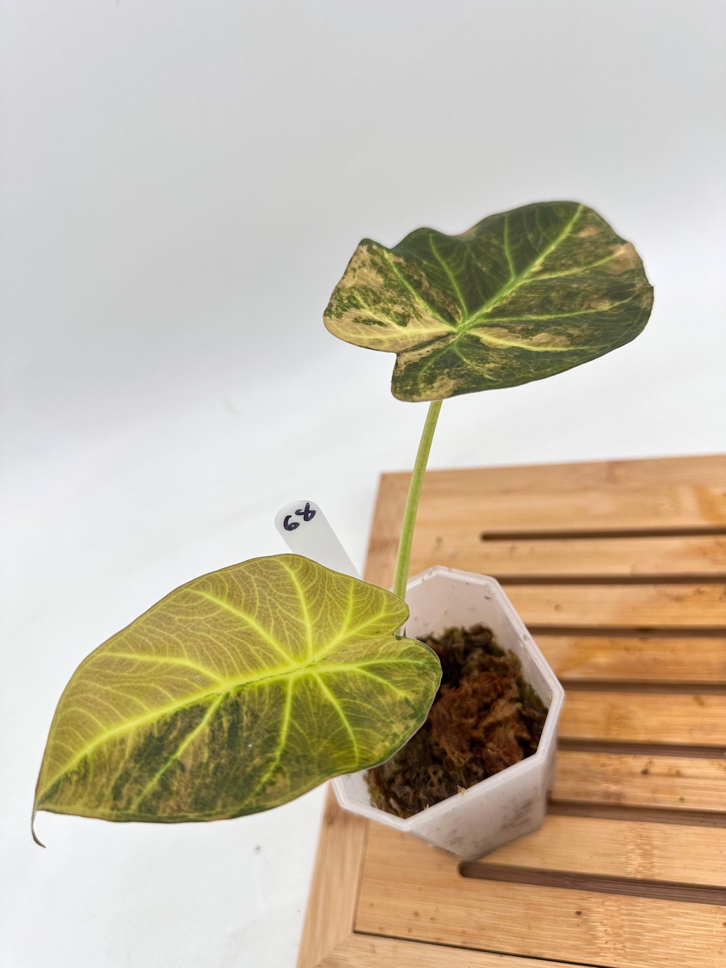 Alocasia Regal Shields Aurea Variegated 068