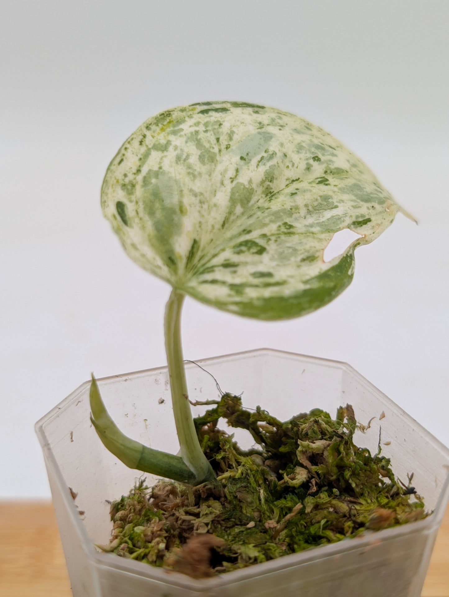 Scindapsus Peasun