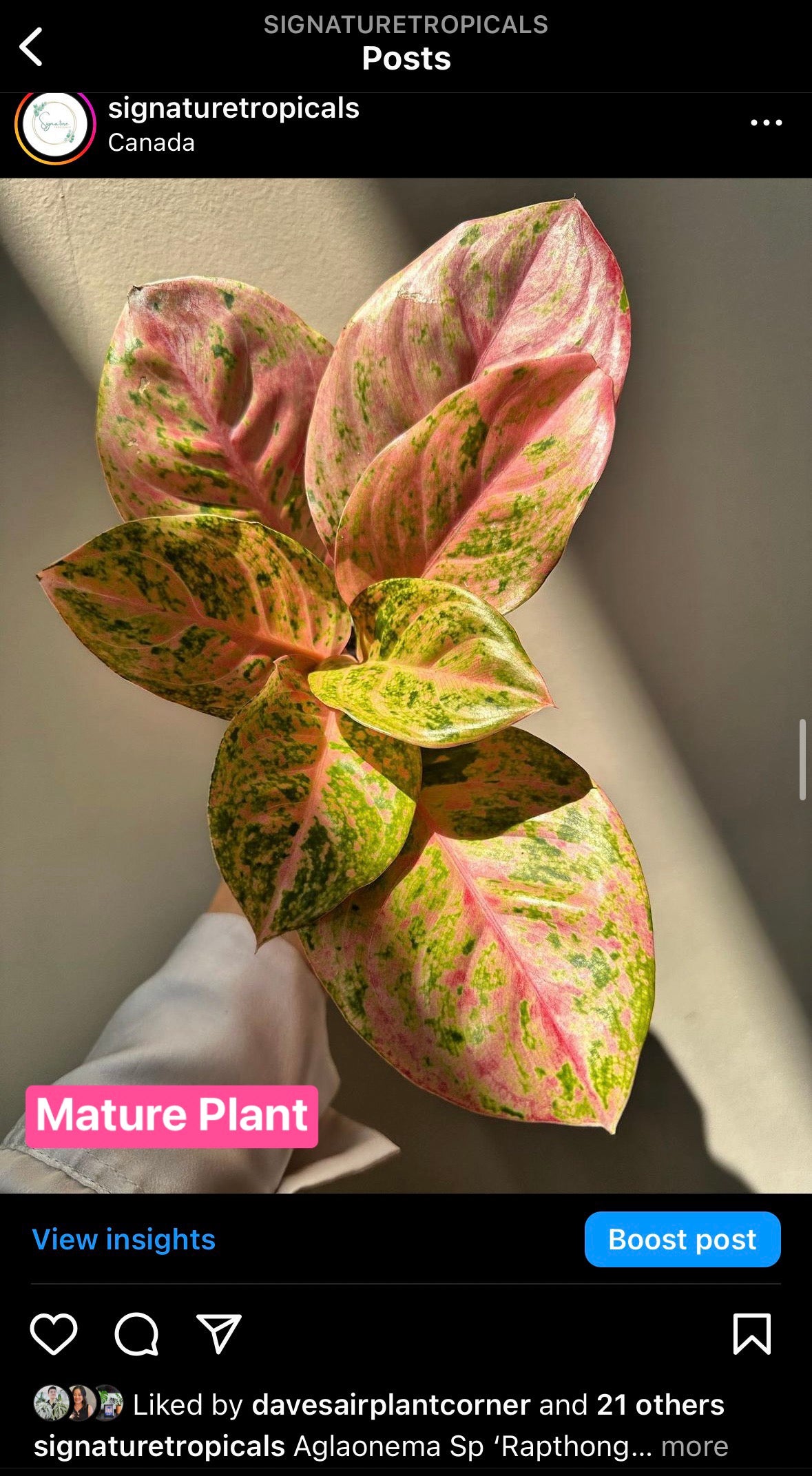 Aglaonema Sp ‘Rapthong’