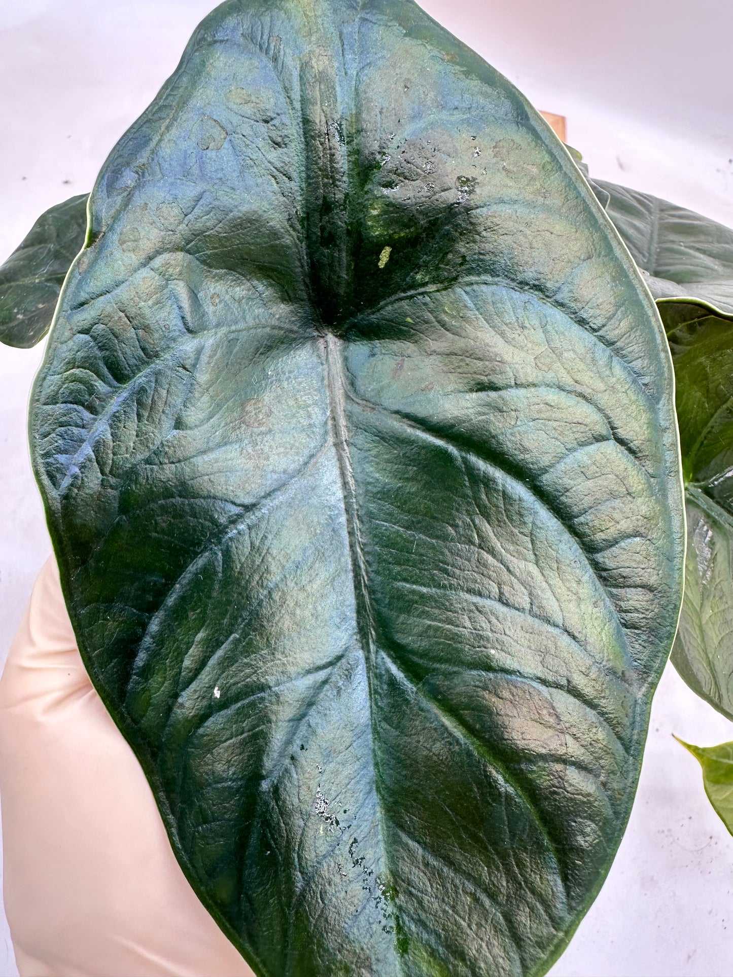 Alocasia Green Unicorn CORM