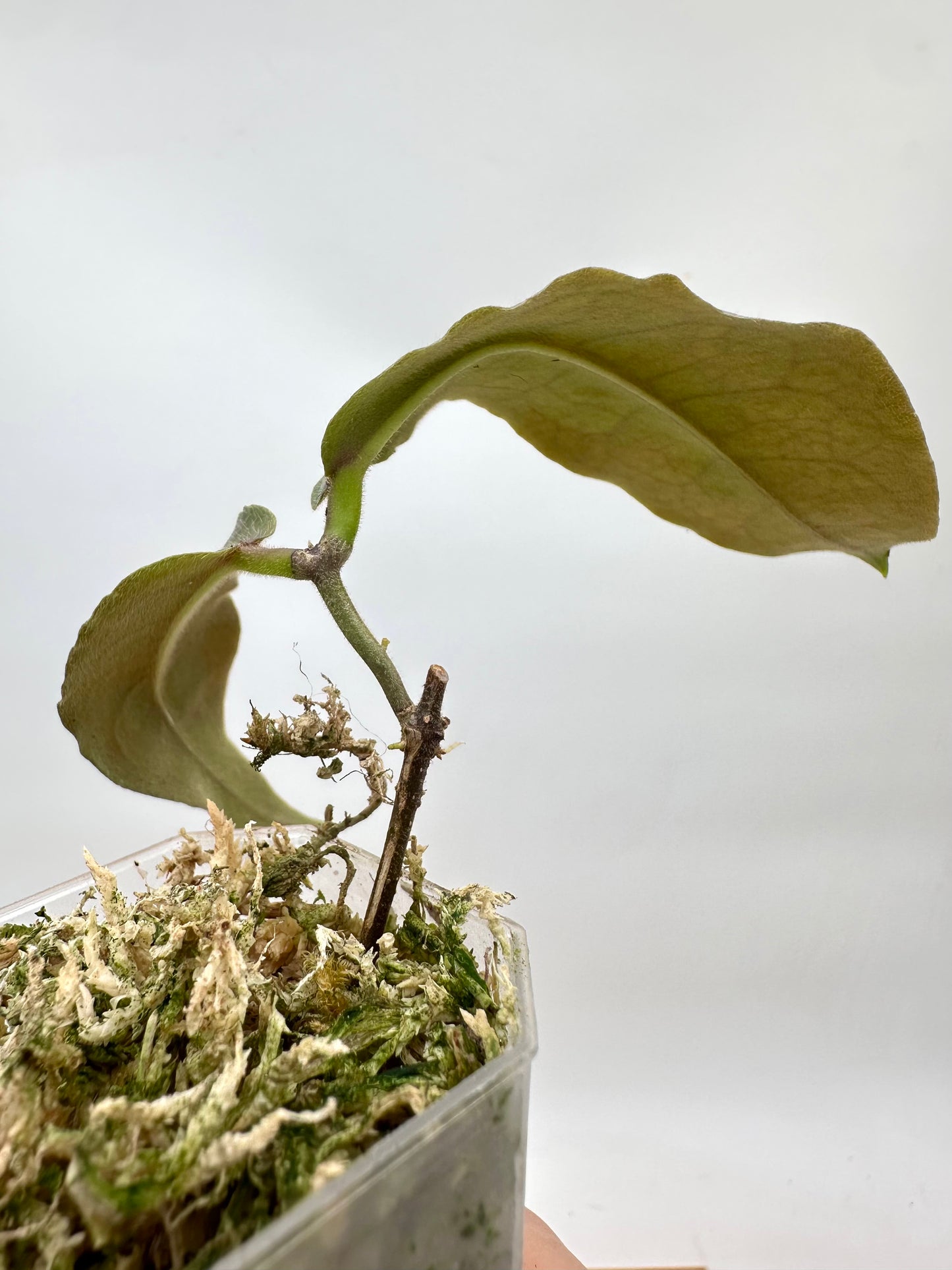 Hoya Versgeetii