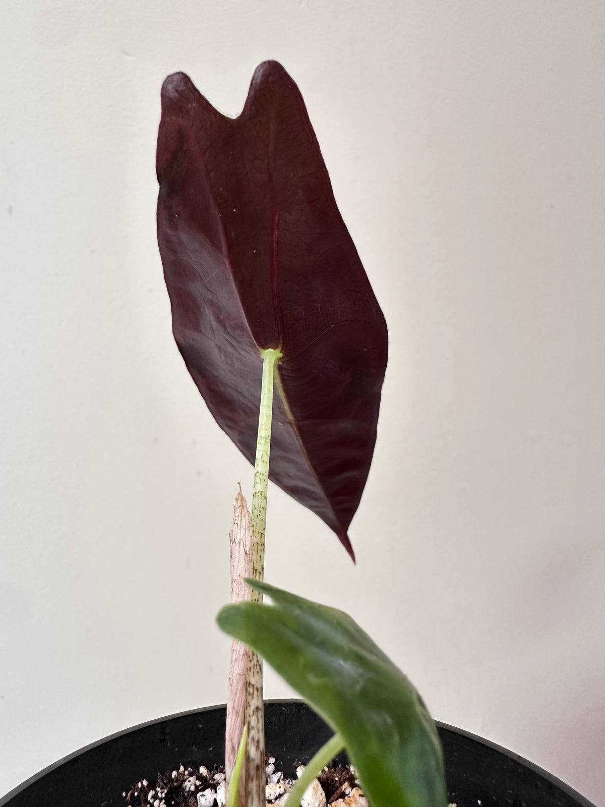 Alocasia Longiloba ‘Purple’