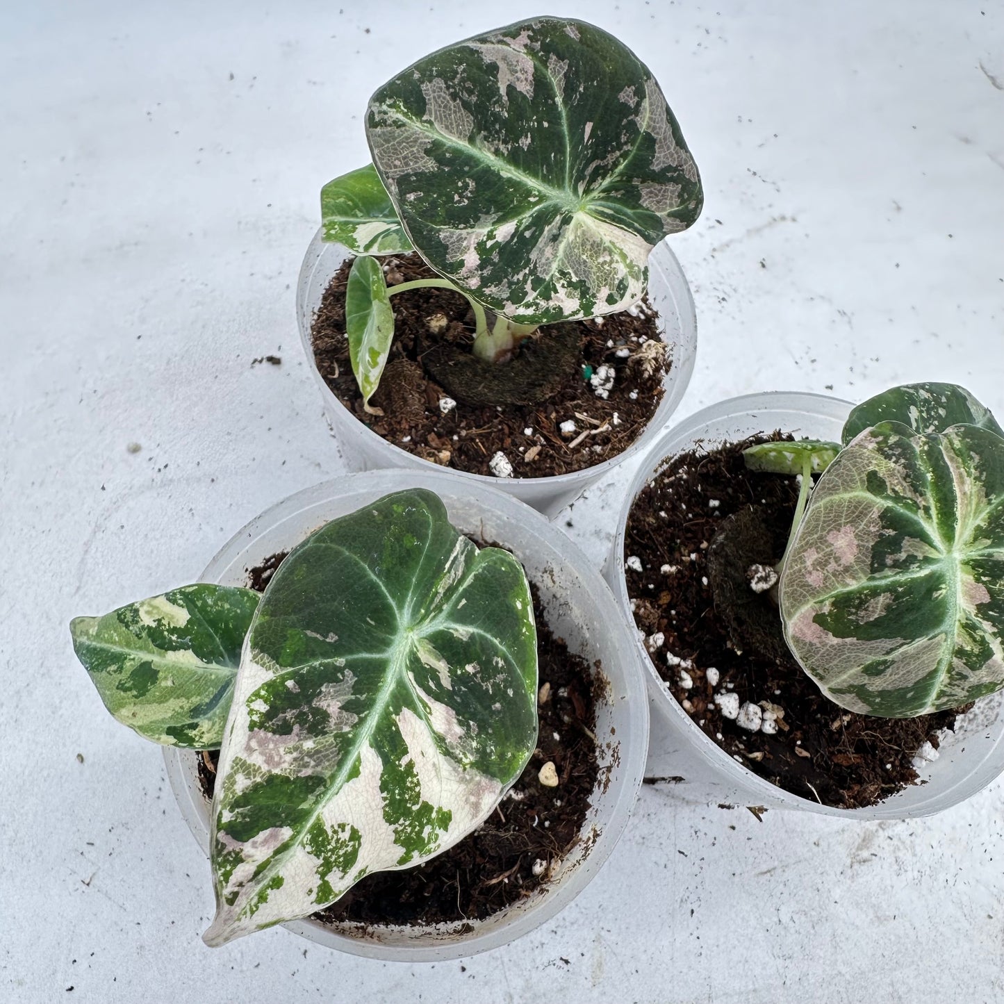 Alocasia Black Velvet Pink Variegated