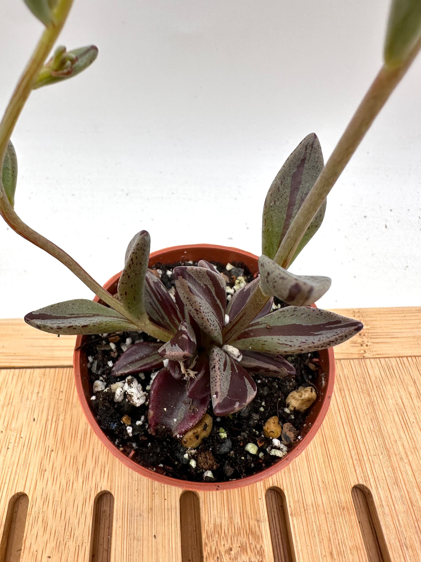 Lenophyllum Guttatum Variegated