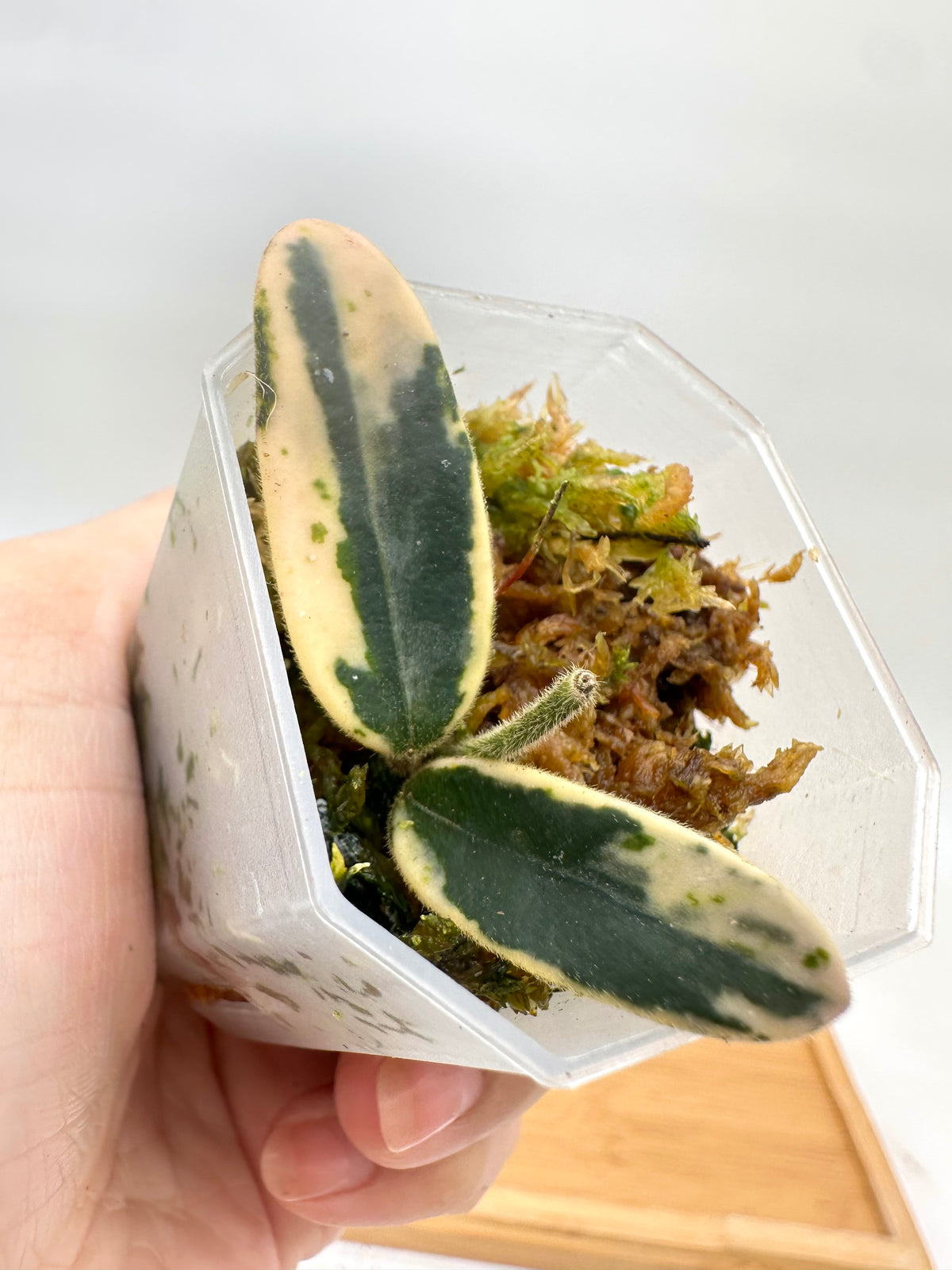 Hoya Lyi Prism Variegated