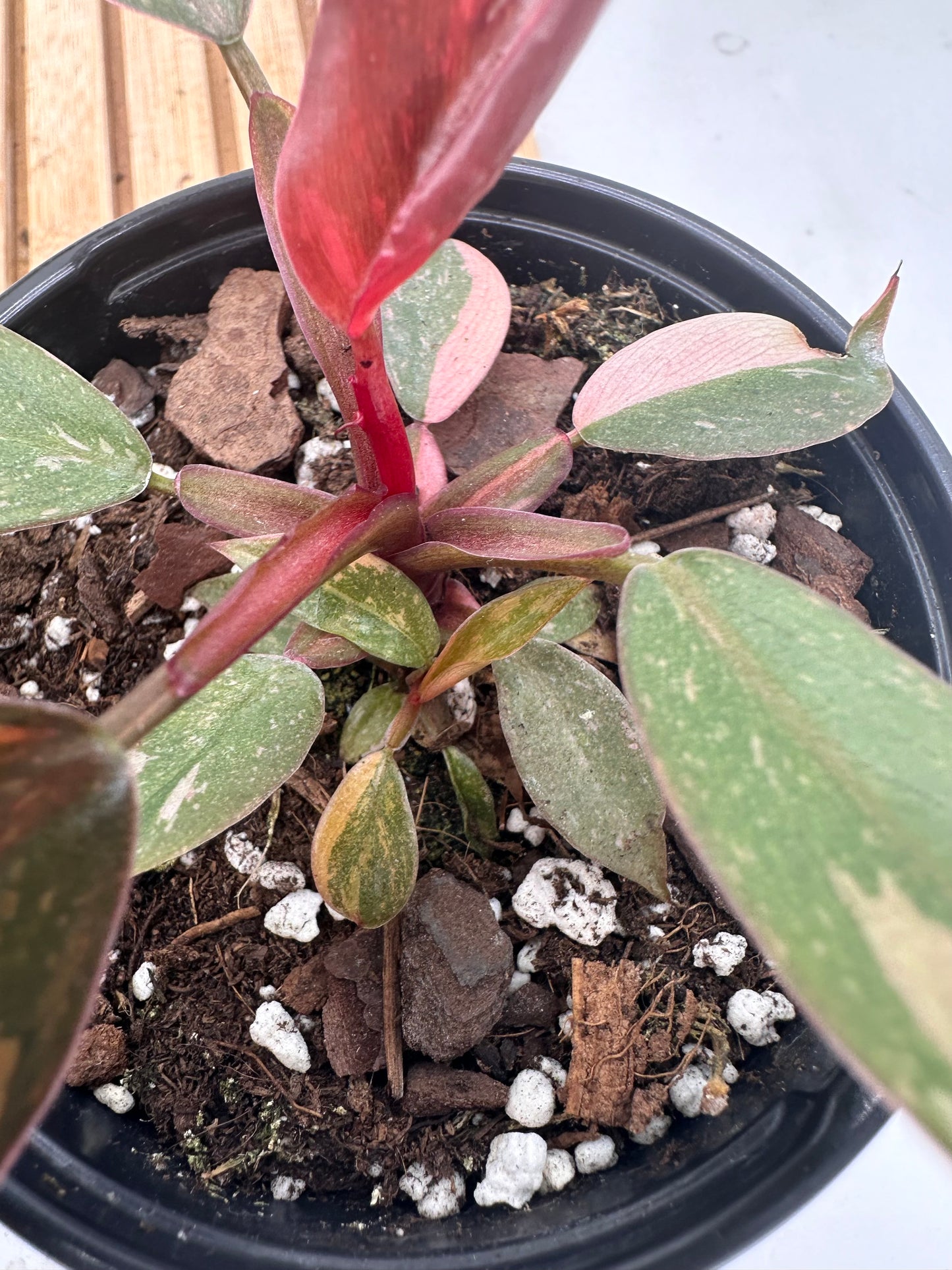 Thanksgiving Sales - Variegated Philodendron Orange Princess with babies