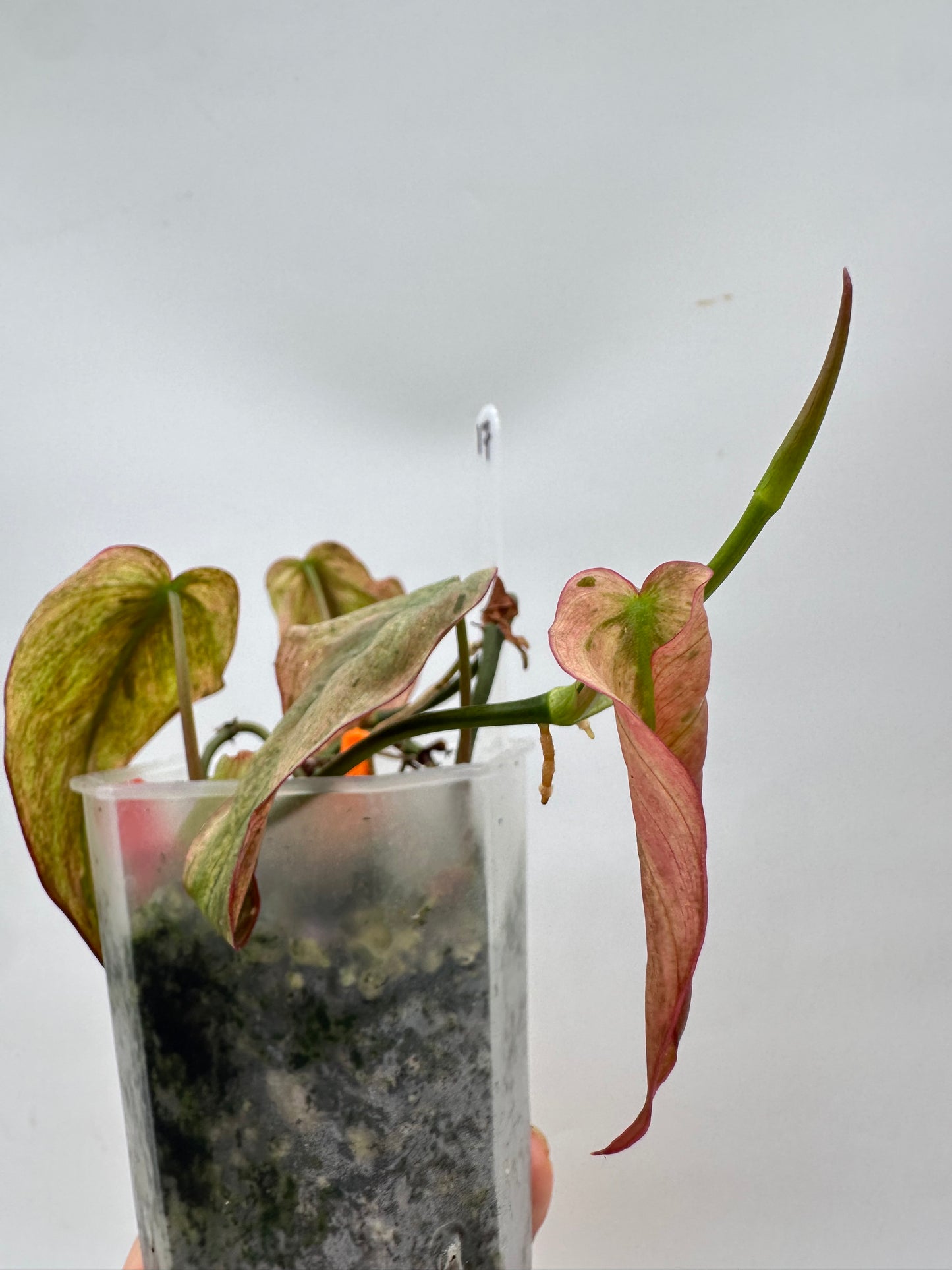 Philodendron Micans Mint Variegated