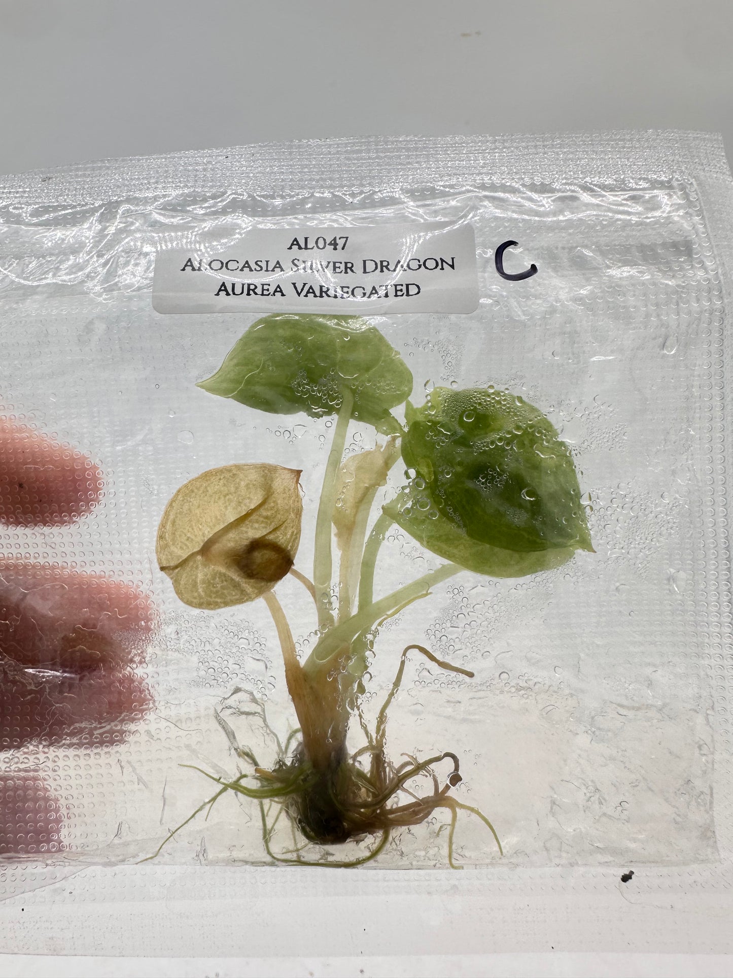 Tissue Culture - Alocasia Silver Dragon Aurea Variegated
