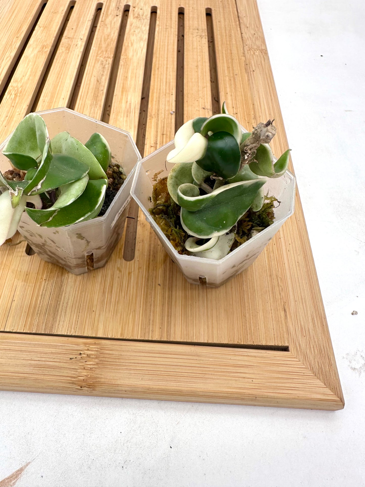 Hoya Compacta Hindu Rope Albo Variegated